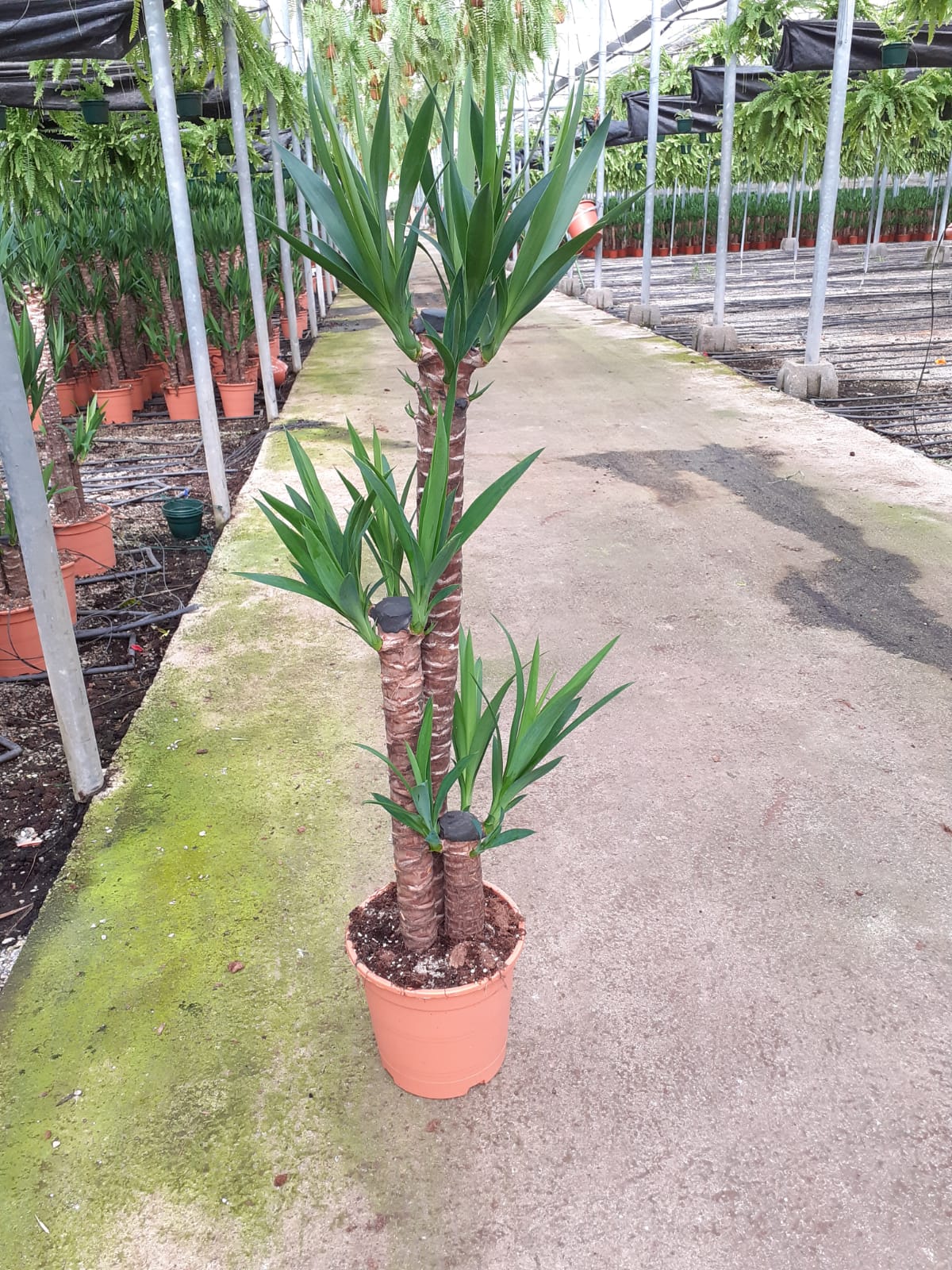 YUCCA C 22 90.60.30 CM